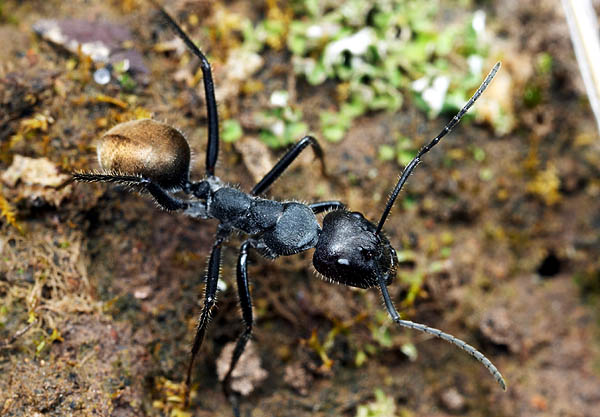 Camponotus suffusus
